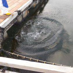 淡路じゃのひれフィッシングパーク 釣果