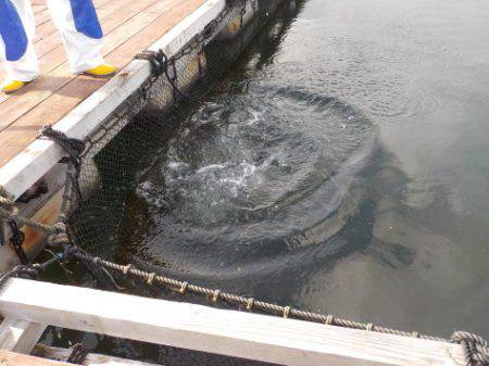 淡路じゃのひれフィッシングパーク 釣果