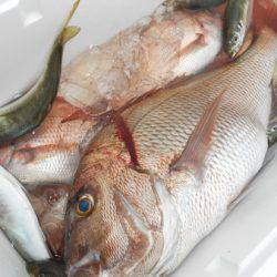 こうゆう丸 釣果