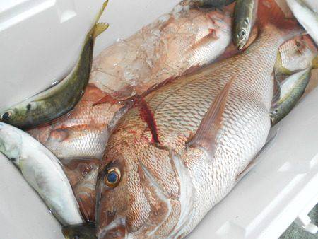 こうゆう丸 釣果