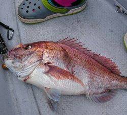 IDATEN(イダテン) 釣果