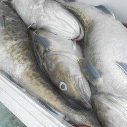 こうゆう丸 釣果