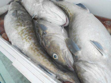 こうゆう丸 釣果