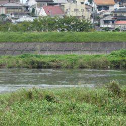 狩野川(狩野川漁業協同組合) 釣果
