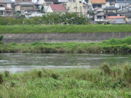 狩野川（狩野川漁業協同組合） 釣果