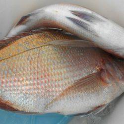 こうゆう丸 釣果