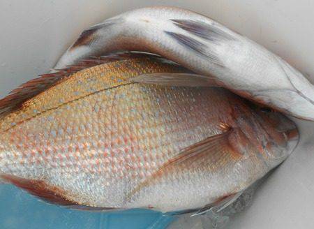 こうゆう丸 釣果