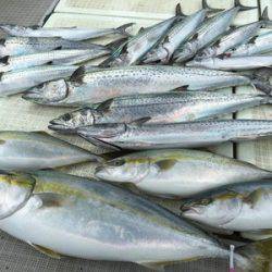 ミタチ丸 釣果