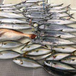 ミタチ丸 釣果