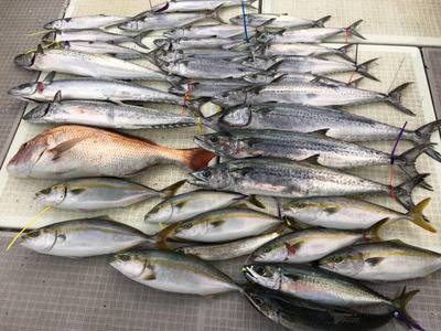 ミタチ丸 釣果