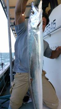 岡田釣船　八英丸 釣果
