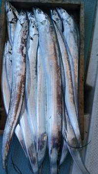 岡田釣船　八英丸 釣果