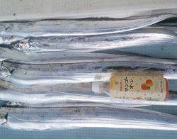 岡田釣船　八英丸 釣果