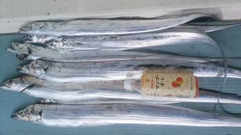 岡田釣船　八英丸 釣果