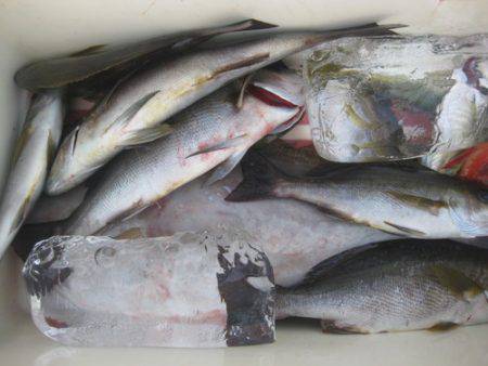 濱田渡船 釣果