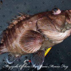 Marine Frog 釣果