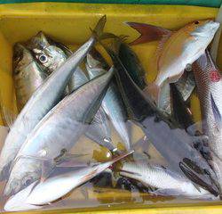 第二むつ漁丸 釣果