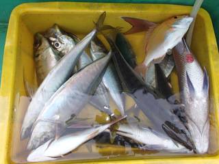 第二むつ漁丸 釣果