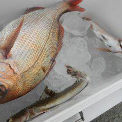 こうゆう丸 釣果