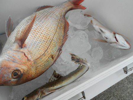 こうゆう丸 釣果