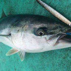 広進丸 釣果