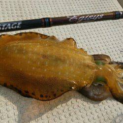 Magic（マジック） 釣果