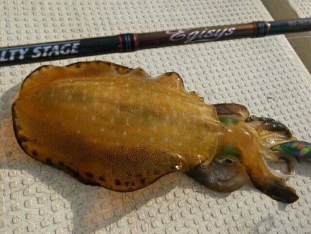 Magic（マジック） 釣果