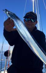 YELLOW-TAIL　イエローテール 釣果