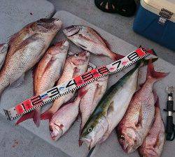 IDATEN(イダテン) 釣果