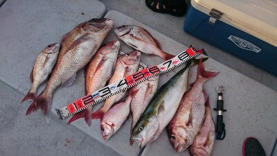 IDATEN（イダテン） 釣果