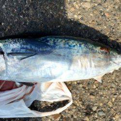 鵜来島家本渡船 釣果