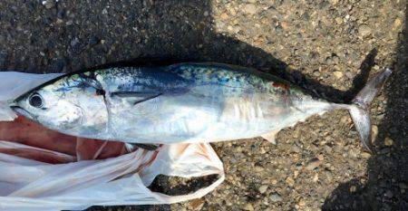 鵜来島家本渡船 釣果