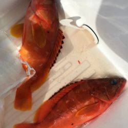 鵜来島家本渡船 釣果