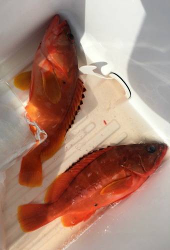 鵜来島家本渡船 釣果