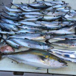 ミタチ丸 釣果