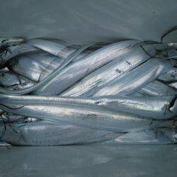 遊漁船 ニライカナイ 釣果