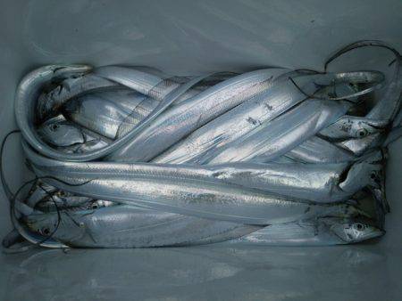 遊漁船 ニライカナイ 釣果