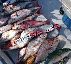 IDATEN（イダテン） 釣果