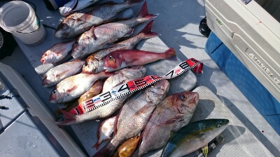 IDATEN（イダテン） 釣果