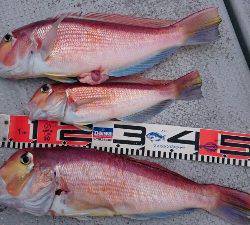 IDATEN(イダテン) 釣果