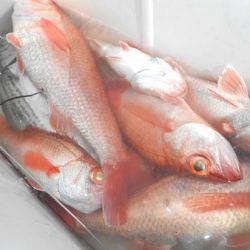 こうゆう丸 釣果