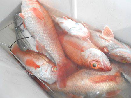 こうゆう丸 釣果