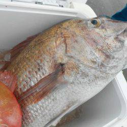 こうゆう丸 釣果