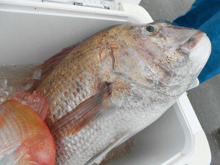 こうゆう丸 釣果