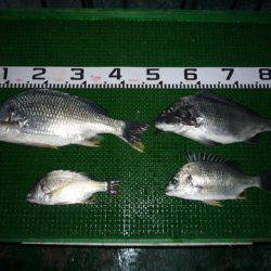 海山フィッシングセンター 釣果