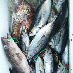 武勝丸（ぶしょうまる） 釣果