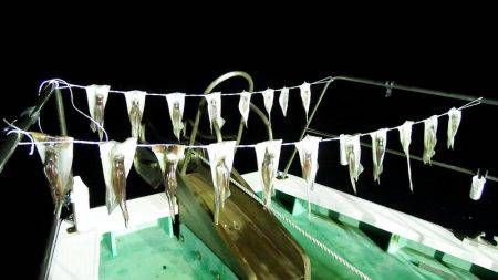 第三むつりょう丸 釣果