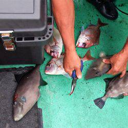 第三むつりょう丸 釣果