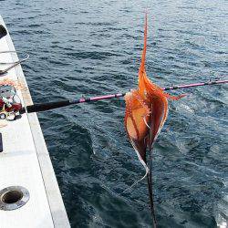 第三むつりょう丸 釣果
