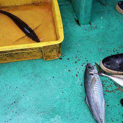 第三むつりょう丸 釣果